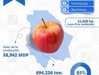 Chihuahua, líder en producción de manzana