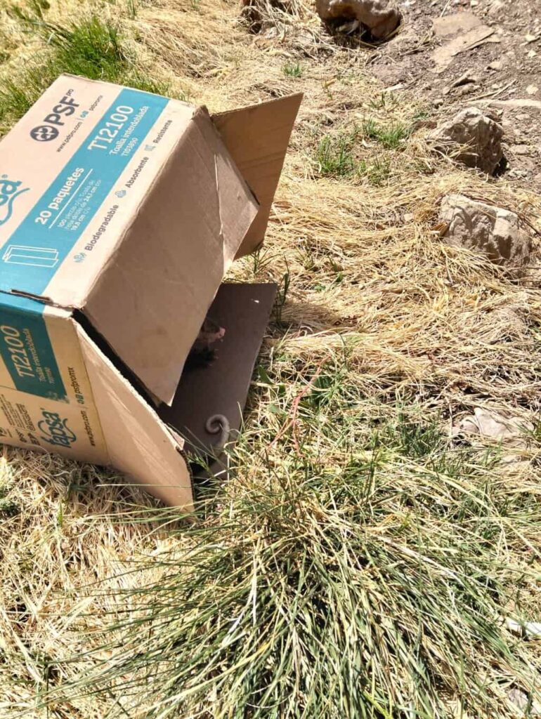 Rescatan y liberan a tlacuache en zona segura tras ser avistado cerca de zona urbana